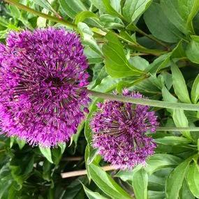 Purple Rain Allium (Allium Purple Rain) Img 4